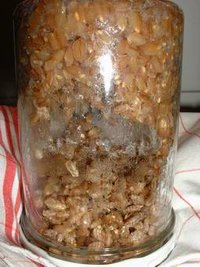 awww.fungifun.org_images_grain_rye3_small.jpg