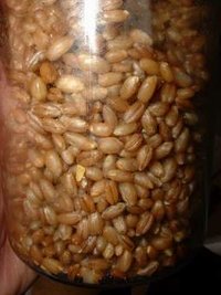 awww.fungifun.org_images_grain_rye6_small.jpg