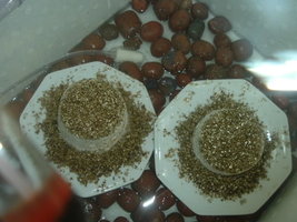 ai5.photobucket.com_albums_y197_kiqstar_cultivo_20pesa_20211006_DSCF0755.jpg