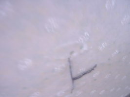 ai5.photobucket.com_albums_y197_kiqstar_cultivo_20pesa_20211006_DSCF0767.jpg