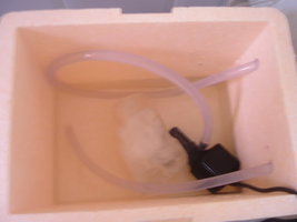 ai5.photobucket.com_albums_y197_kiqstar_cultivo_20pesa_20211006_DSCF0772.jpg