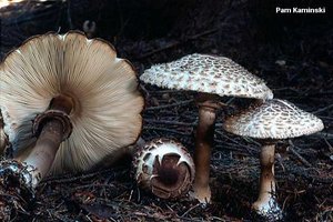 awww.mushroomexpert.com_images_kaminski_kaminski_chlorophyllum_rhacodes_01.jpg