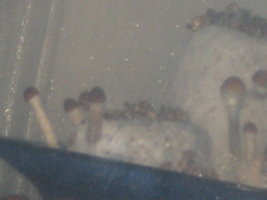 ai36.photobucket.com_albums_e41_Ahbysmus_AhbysmusCogumas01.jpg