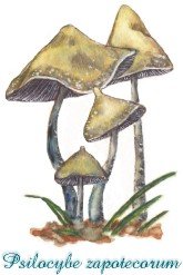 awww.stainblue.com_Psilocybe_zapotecorum.jpg