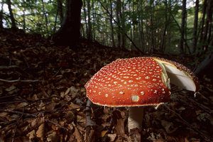 awallpepper.files.wordpress.com_2007_10_forest_mushroom_amanite_p.jpg