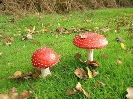 awww.wussu.com_shrooms_images_flyag4.jpg
