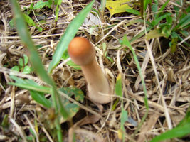 aimg.photobucket.com_albums_v40_little_BeR_P1010024.jpg