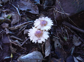 aimg.photobucket.com_albums_v40_little_BeR_P1010043.jpg