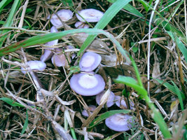 aimg.photobucket.com_albums_v40_little_BeR_P1010047.jpg