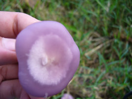 aimg.photobucket.com_albums_v40_little_BeR_P1010062.jpg