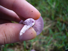 aimg.photobucket.com_albums_v40_little_BeR_P1010060.jpg