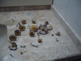 aimg.photobucket.com_albums_v40_little_BeR_P1000941.jpg