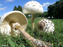 awww.mushroomexpert.com_images_kuo2_chlorophyllum_molybdites_01.jpg