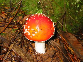 aimg.photobucket.com_albums_v153_tatuih_IMG_0389.jpg