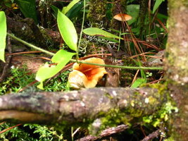 aimg.photobucket.com_albums_v153_tatuih_IMG_0445.jpg