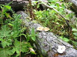 aimg.photobucket.com_albums_v153_tatuih_IMG_0446.jpg