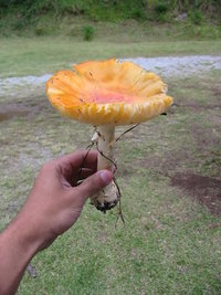 aimg.photobucket.com_albums_v153_tatuih_IMG_0475.jpg