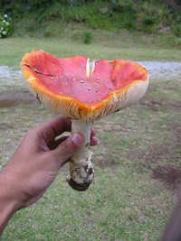 aimg.photobucket.com_albums_v153_tatuih_IMG_0477.jpg