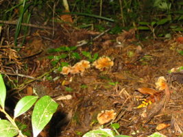 aimg.photobucket.com_albums_v153_tatuih_IMG_0480.jpg