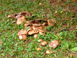 aimg.photobucket.com_albums_v153_tatuih_IMG_0574.jpg