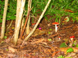 aimg.photobucket.com_albums_v153_tatuih_IMG_0638.jpg