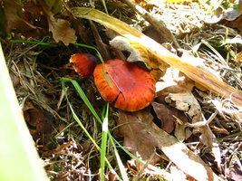 aimg.photobucket.com_albums_v153_tatuih_IMG_0643.jpg