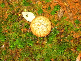 aimg.photobucket.com_albums_v153_tatuih_IMG_0681.jpg
