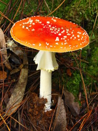 aimg.photobucket.com_albums_v153_tatuih_IMG_0570.jpg