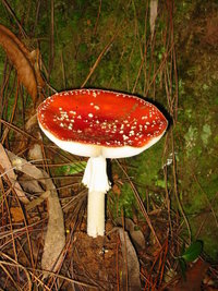 aimg.photobucket.com_albums_v153_tatuih_IMG_0678.jpg