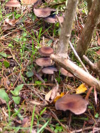 aimg.photobucket.com_albums_v153_tatuih_IMG_0639.jpg