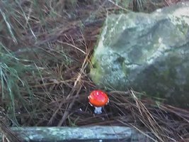 aimg.photobucket.com_albums_v40_little_BeR_02_06_07_1725.jpg
