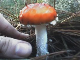 aimg.photobucket.com_albums_v40_little_BeR_02_06_07_1724.jpg