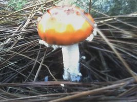 aimg.photobucket.com_albums_v40_little_BeR_02_06_07_1723.jpg