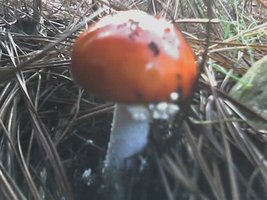 aimg.photobucket.com_albums_v40_little_BeR_02_06_07_1722.jpg