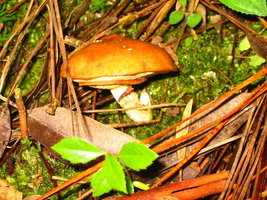 aimg.photobucket.com_albums_v153_tatuih_IMG_0682.jpg