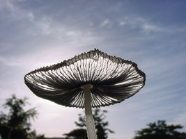 aupload.wikimedia.org_wikipedia_commons_7_75_Backlit_mushroom.jpg