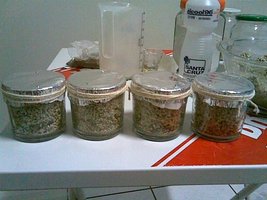 aimg142.imageshack.us_img142_5329_semttuloah7.jpg