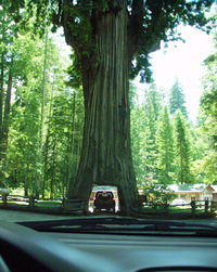 aupload.wikimedia.org_wikipedia_commons_a_a9_Car_inside_tree.jpg