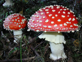 abolachamaria.no.sapo.pt_imagens_amanita_muscaria_2.jpg