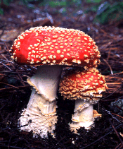 abolachamaria.no.sapo.pt_mushroom.gif