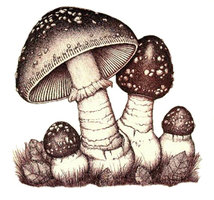 abolachamaria.no.sapo.pt_imagens_amanitablog7.jpg