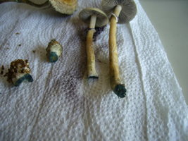 aimg.photobucket.com_albums_v40_little_BeR_P1020222.jpg