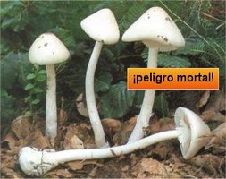 awww.mind_surf.net_drogas_hongos_h_amanitavirola.jpg