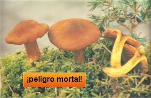 awww.mind_surf.net_drogas_hongos_h_cortinariusorellanus.jpg