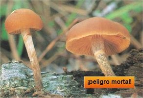 awww.mind_surf.net_drogas_hongos_h_galerinamarginata.jpg
