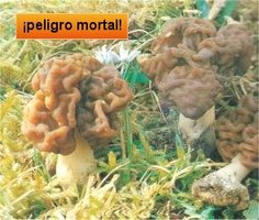 awww.mind_surf.net_drogas_hongos_h_gyromitraesculenta.jpg