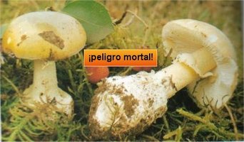 awww.mind_surf.net_drogas_hongos_h_amanitaphalloides.jpg