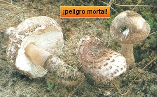 awww.mind_surf.net_drogas_hongos_h_lepiotabrunneolilacea.jpg