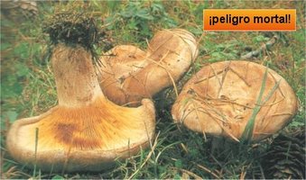 awww.mind_surf.net_drogas_hongos_h_paxillusinvolutus.jpg