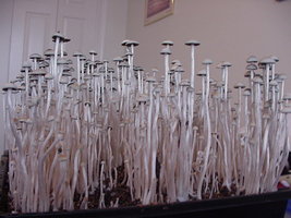 awww.shroomery.org_images_MYPANS.jpg